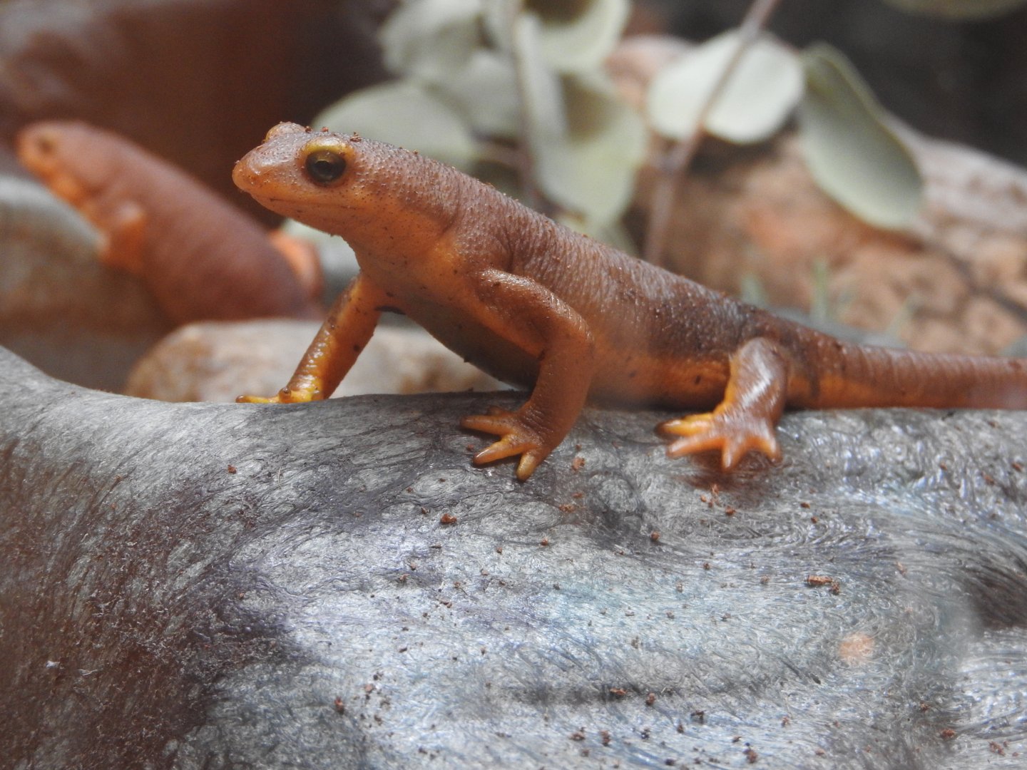 California Newt