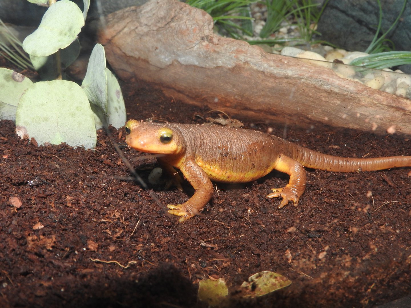California Newt