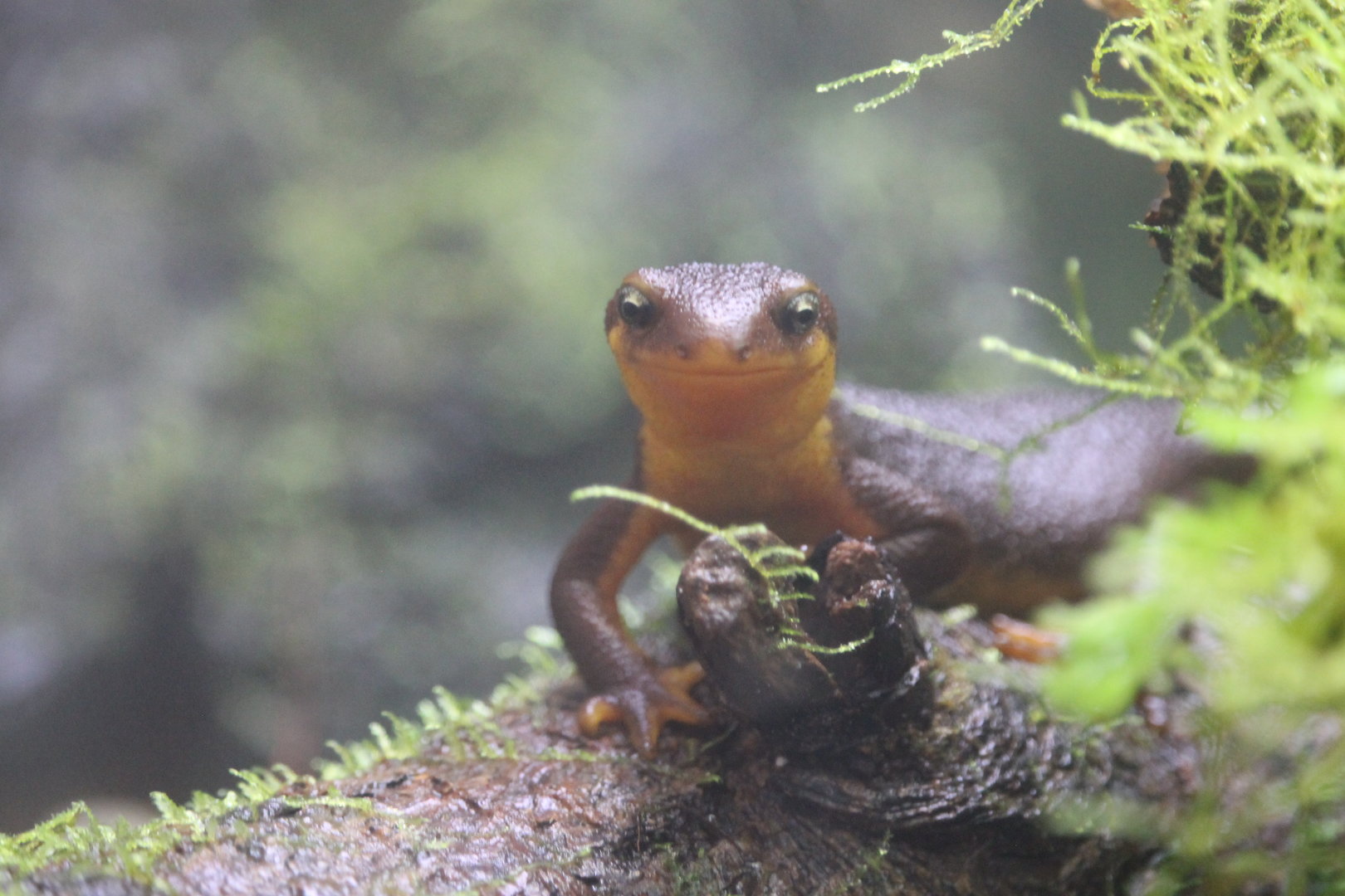 California Newt