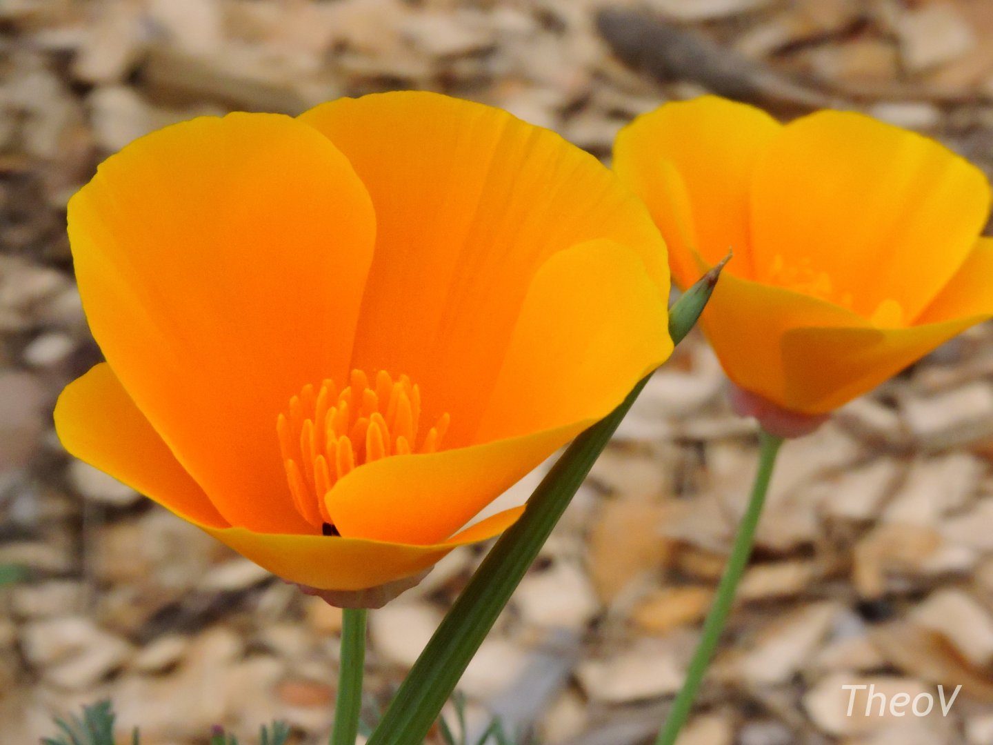 California Poppy [2015]