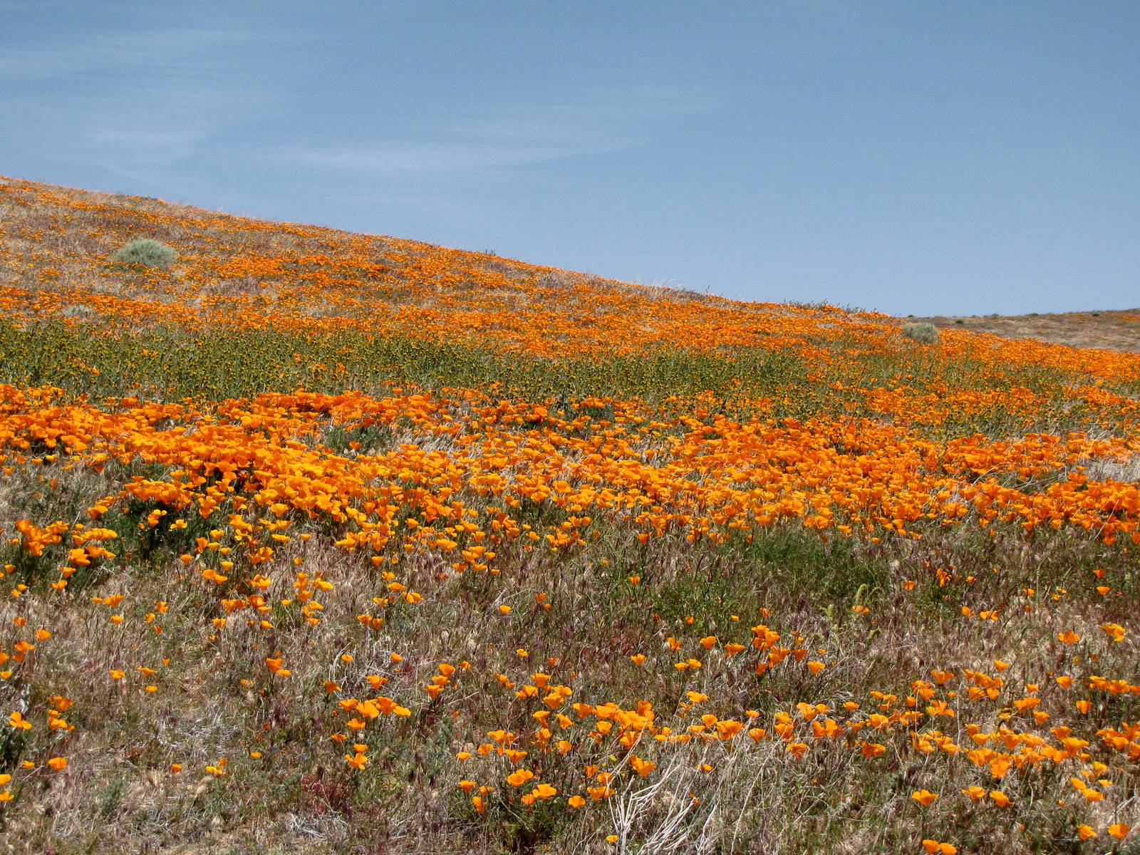 California Poppy Reserve