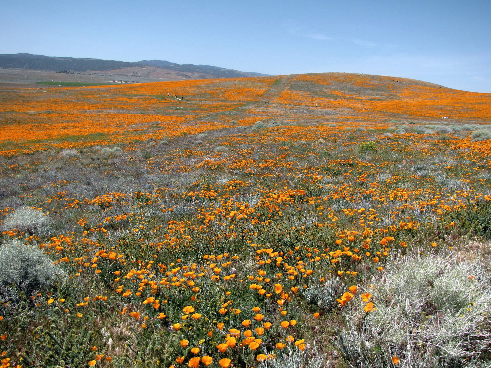 California Poppy Reserve