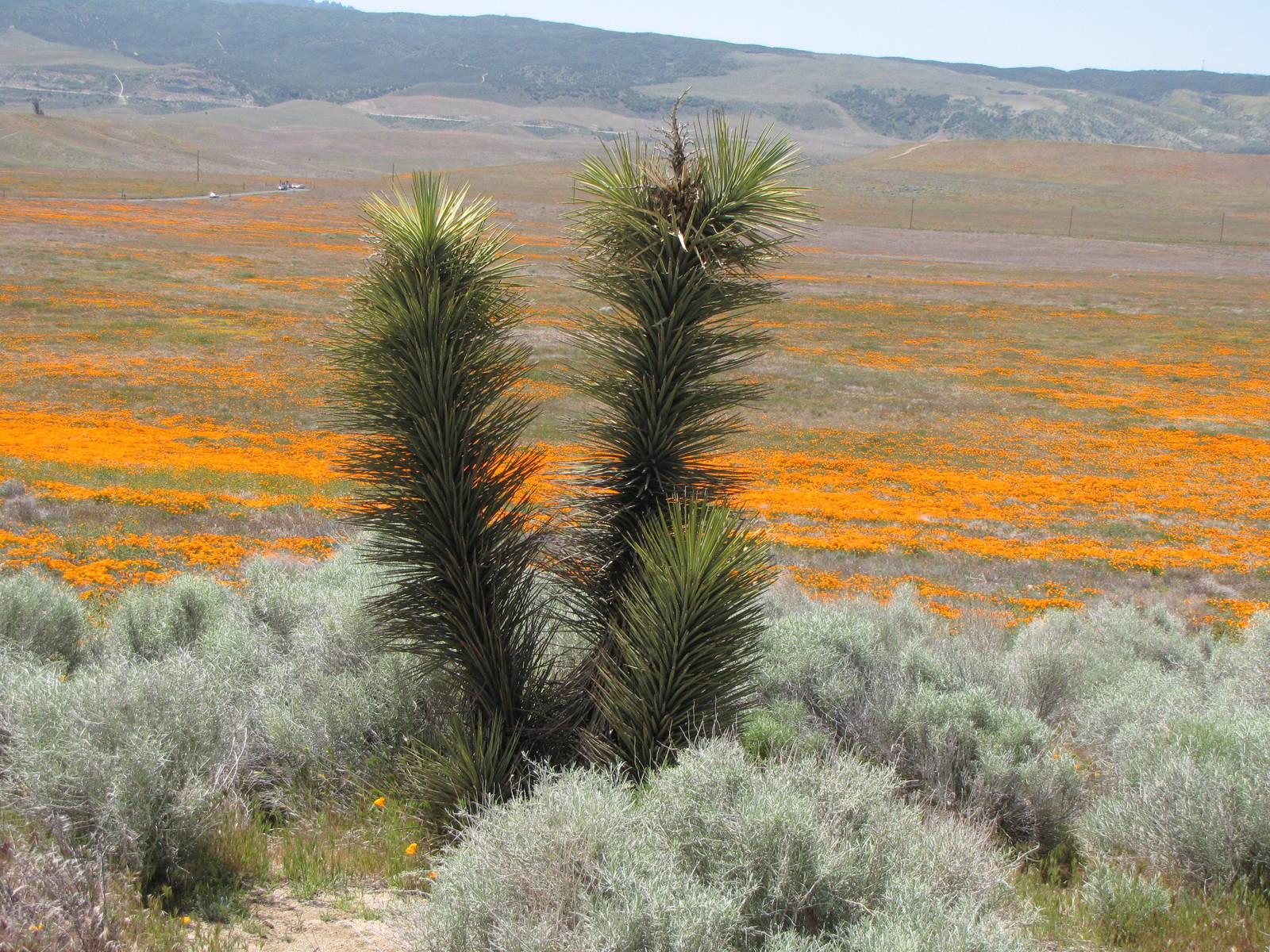 California Poppy Reserve