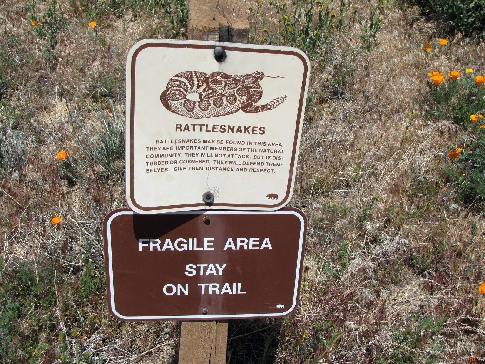 California Poppy Reserve