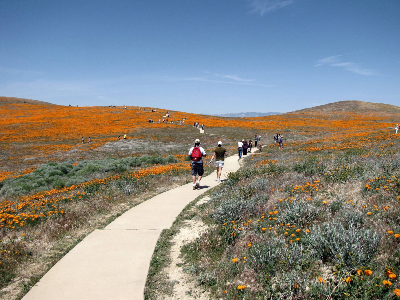 California Poppy Reserve