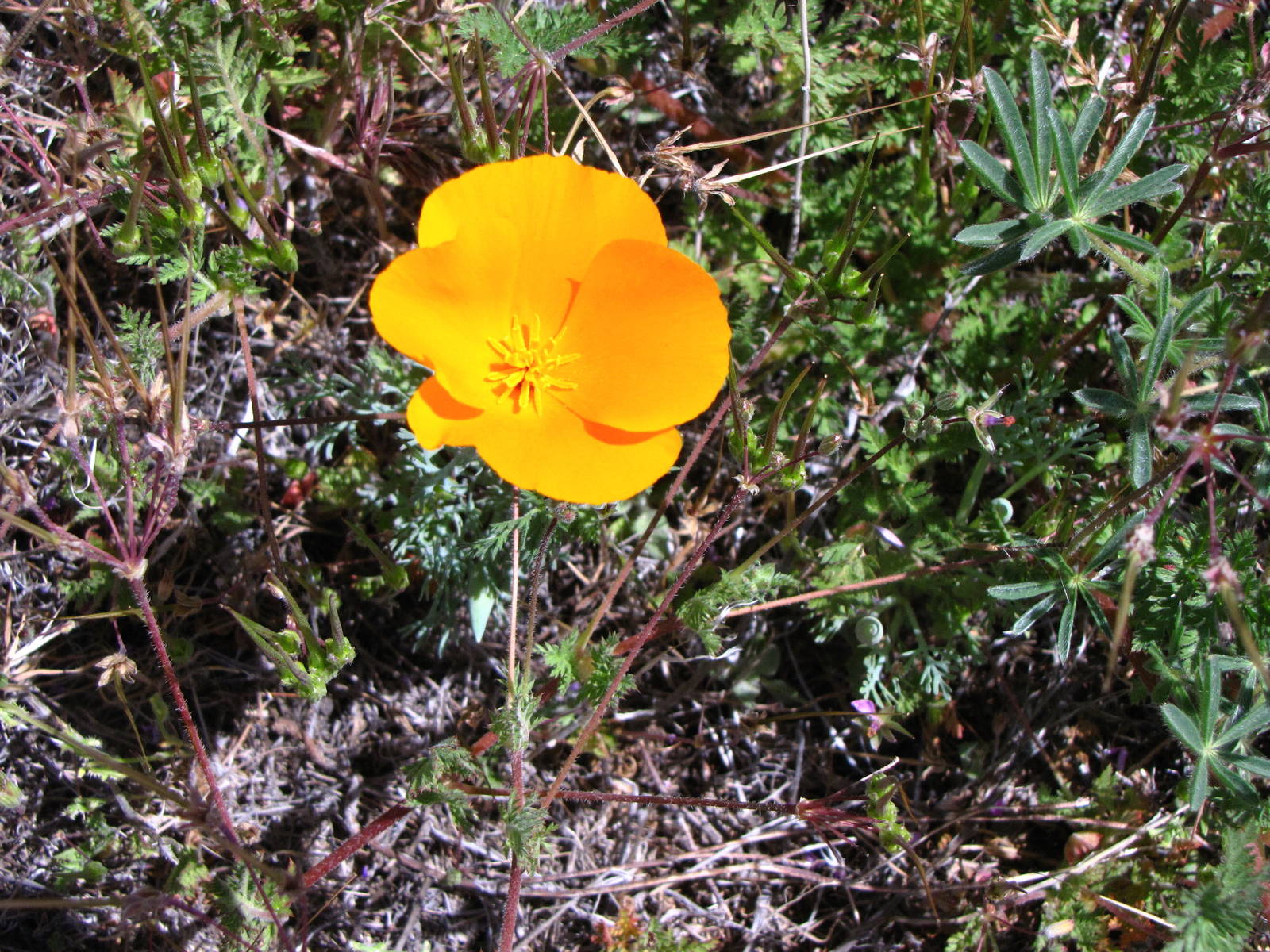 California Poppy Reserve