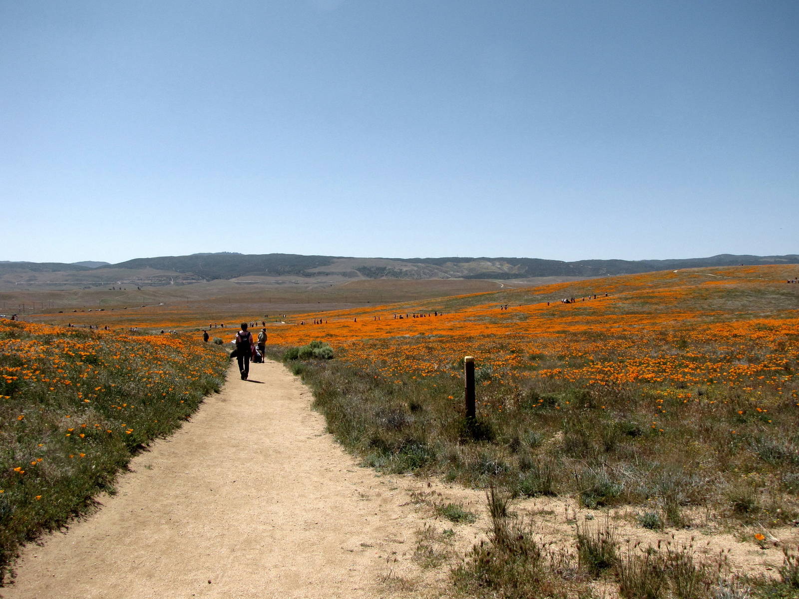 California Poppy Reserve