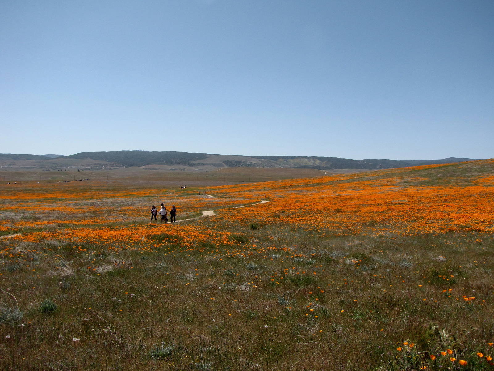 California Poppy Reserve