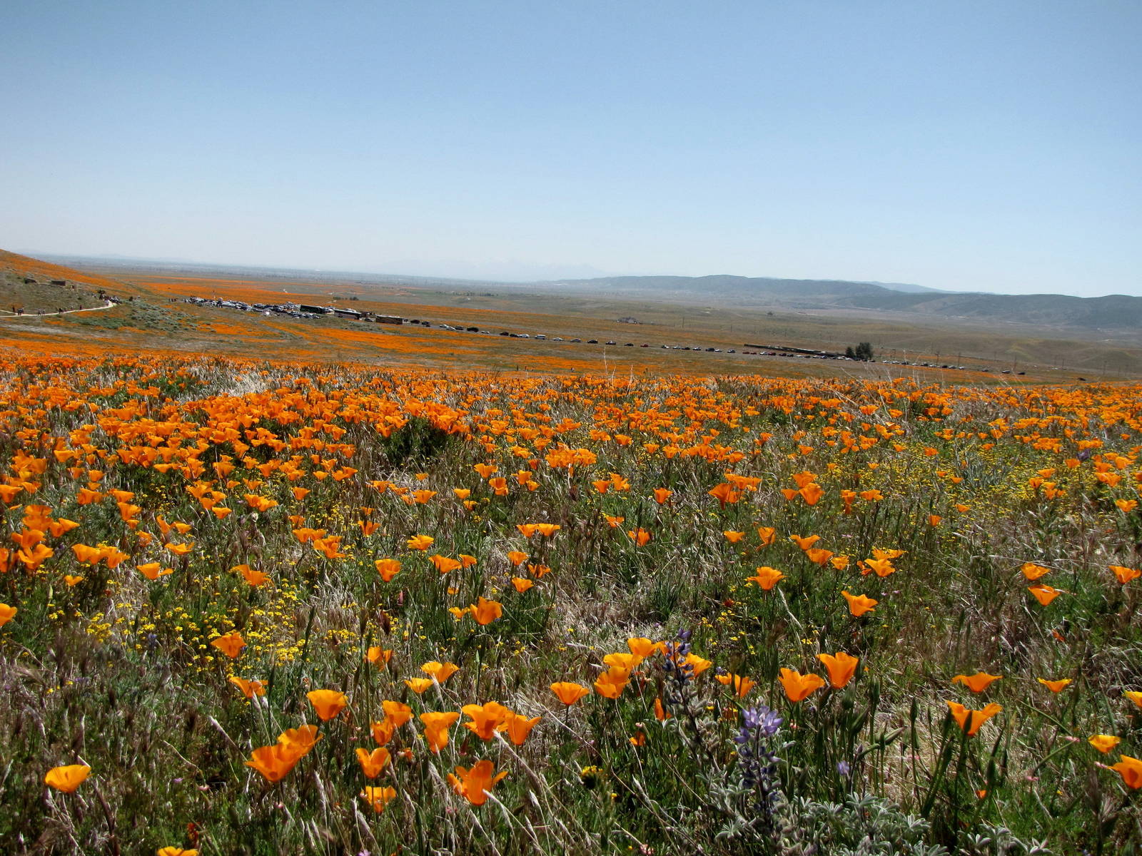 California Poppy Reserve