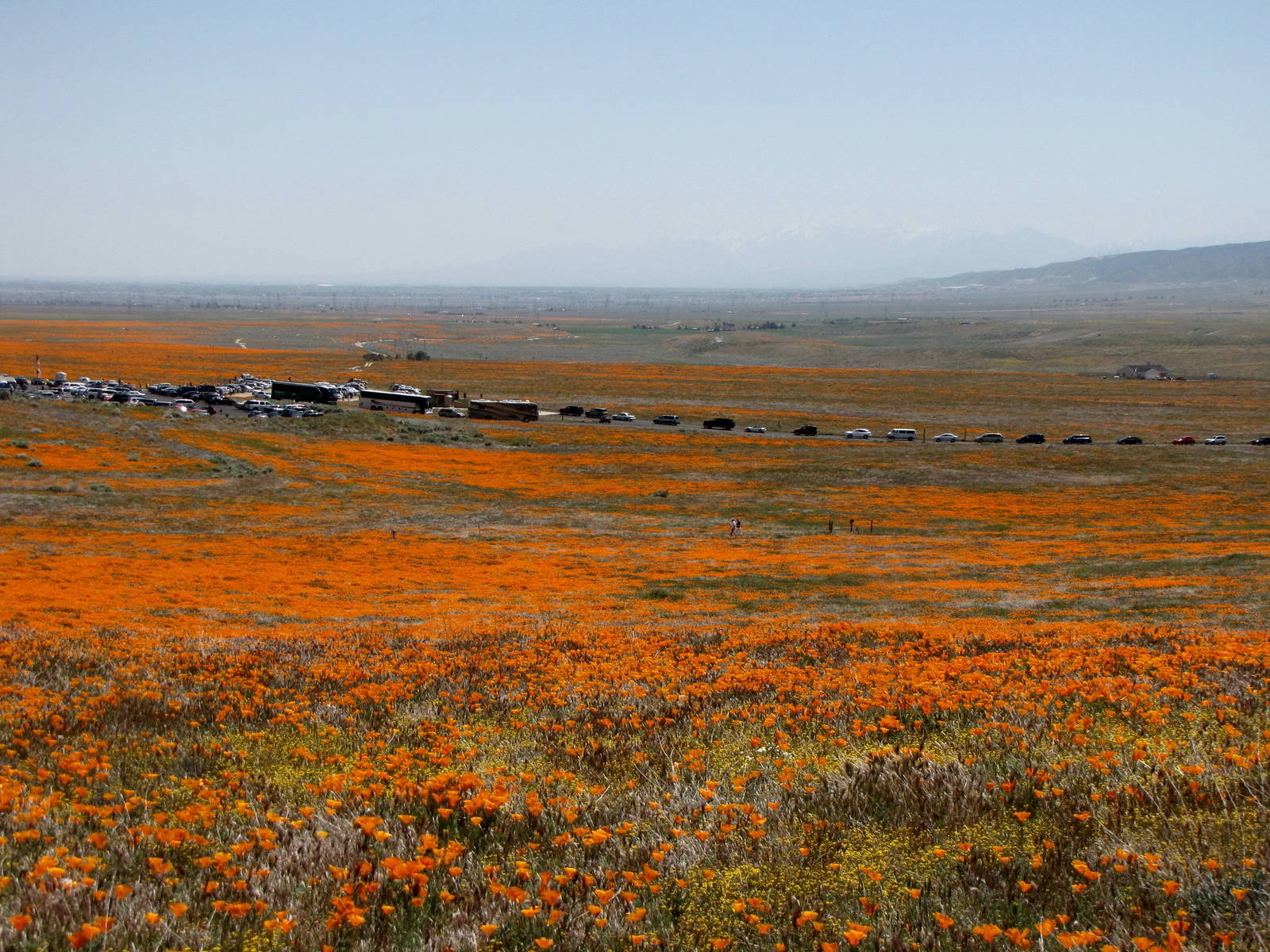California Poppy Reserve