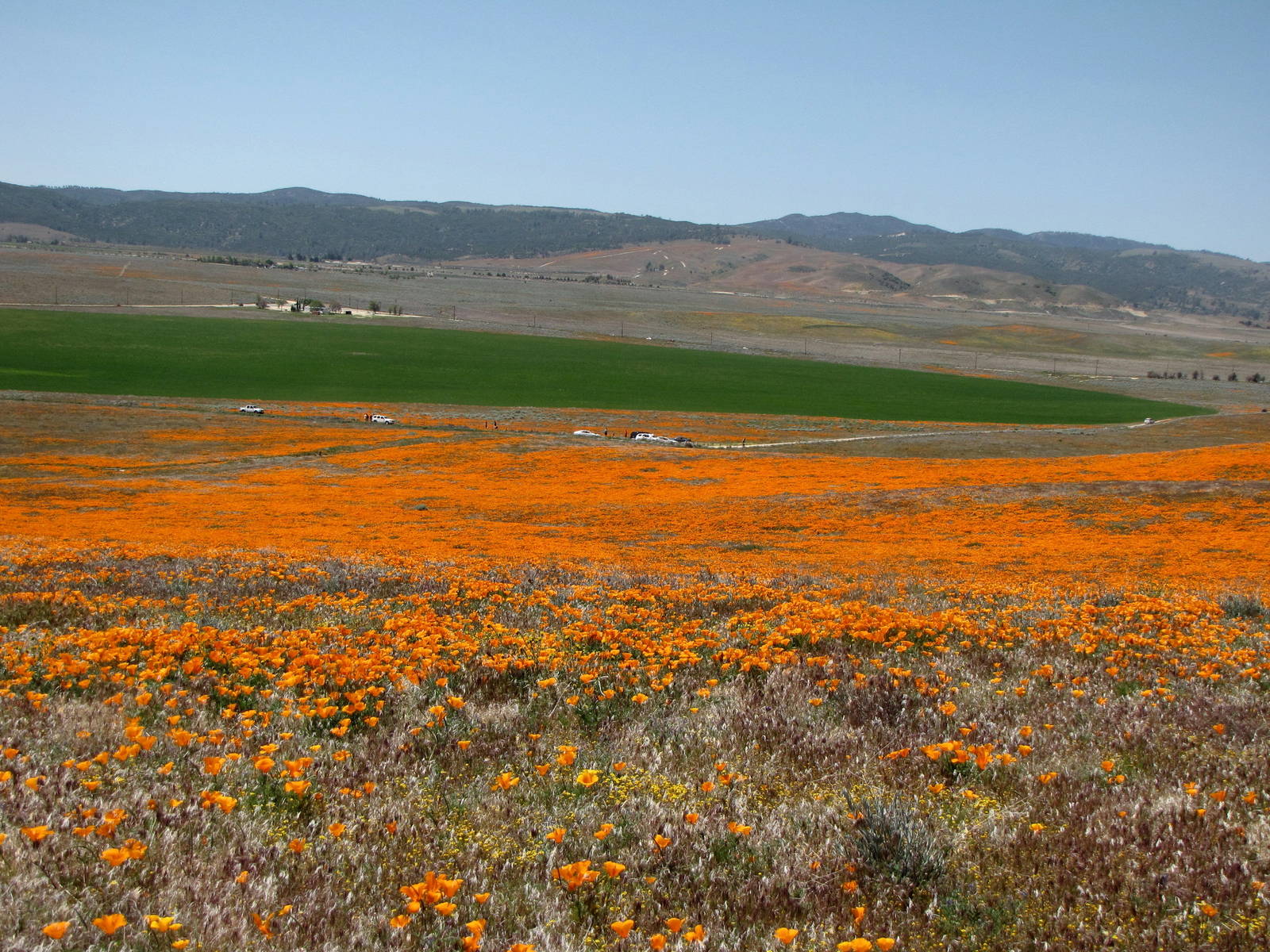 California Poppy Reserve