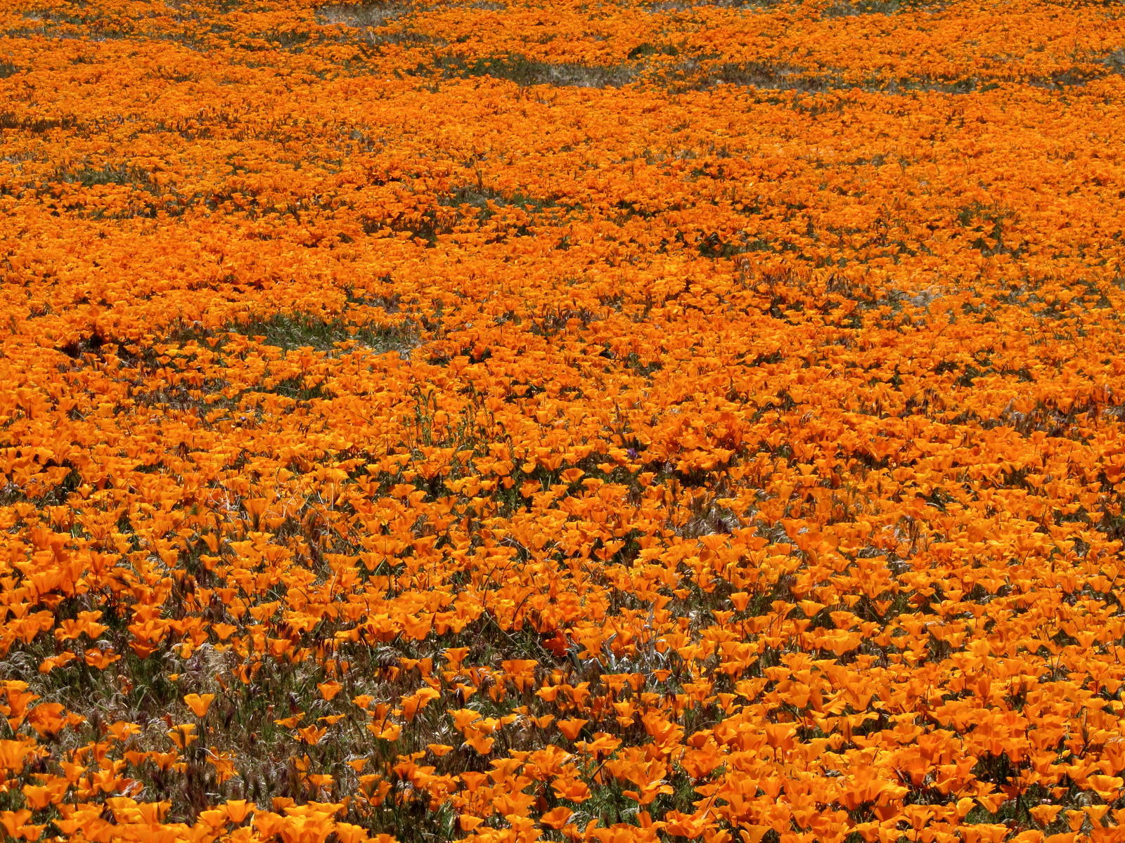 California Poppy Reserve