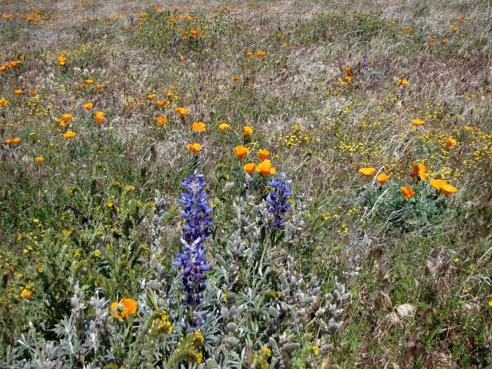 California Poppy Reserve