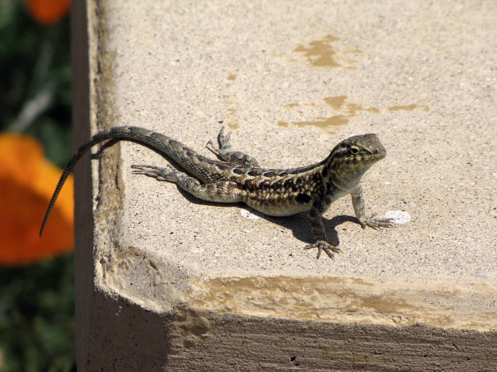 California Poppy Reserve