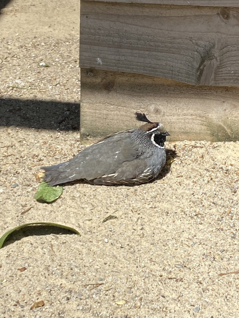 California quail 030820