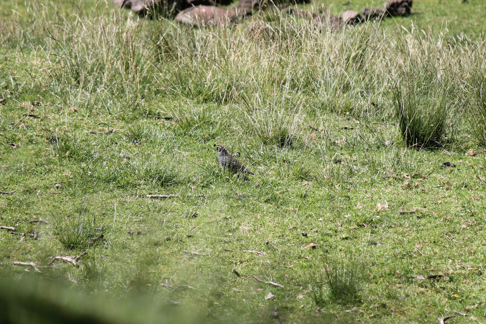 California Quail (2012)