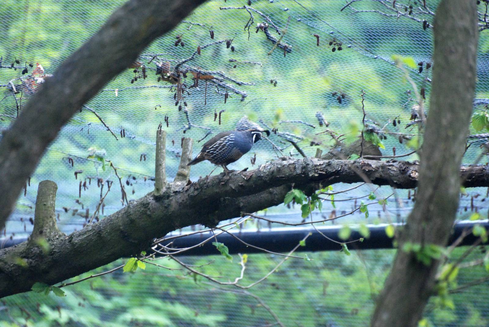 California Quail at Tropical Birdland, 18/05/13