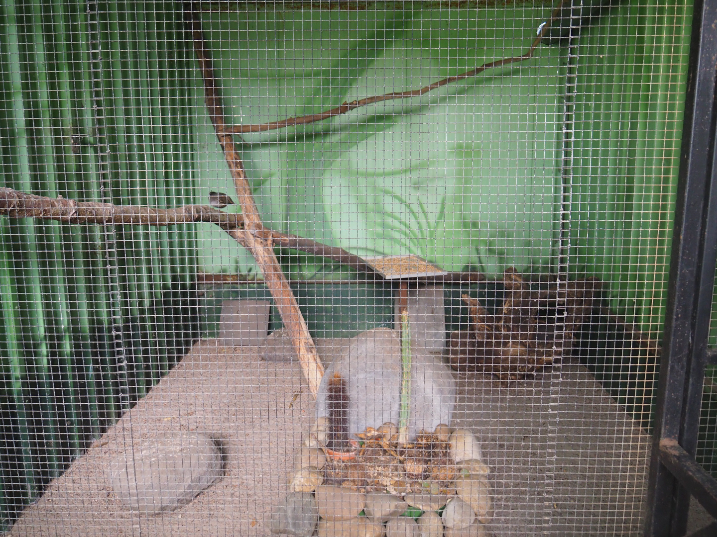 California quail aviary, .2019-08-04