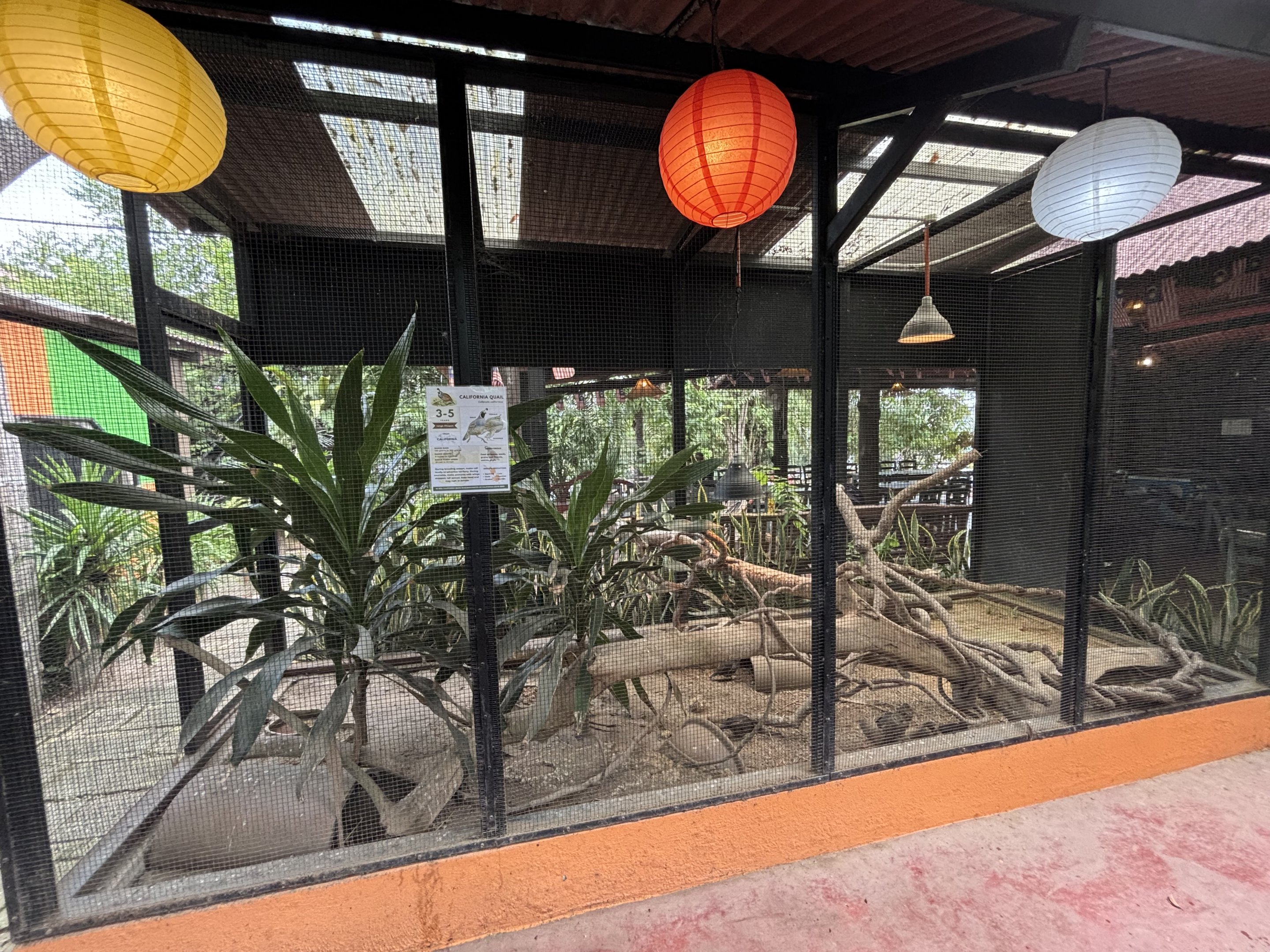 California Quail Aviary
