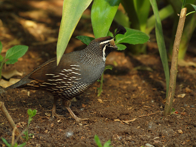 California Quail - Butterfly Park