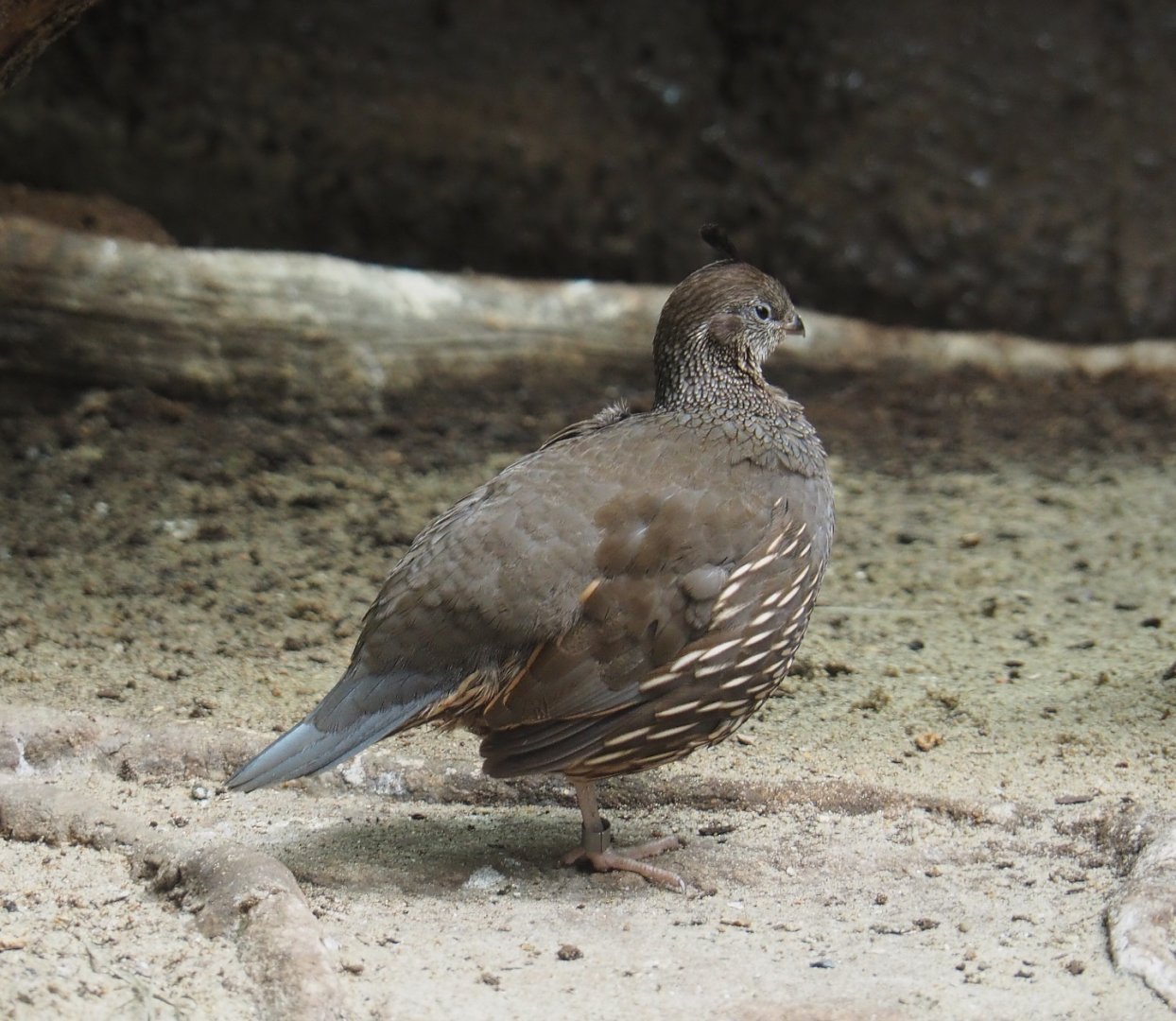 California quail (Callipepla californica), 2021-07-17
