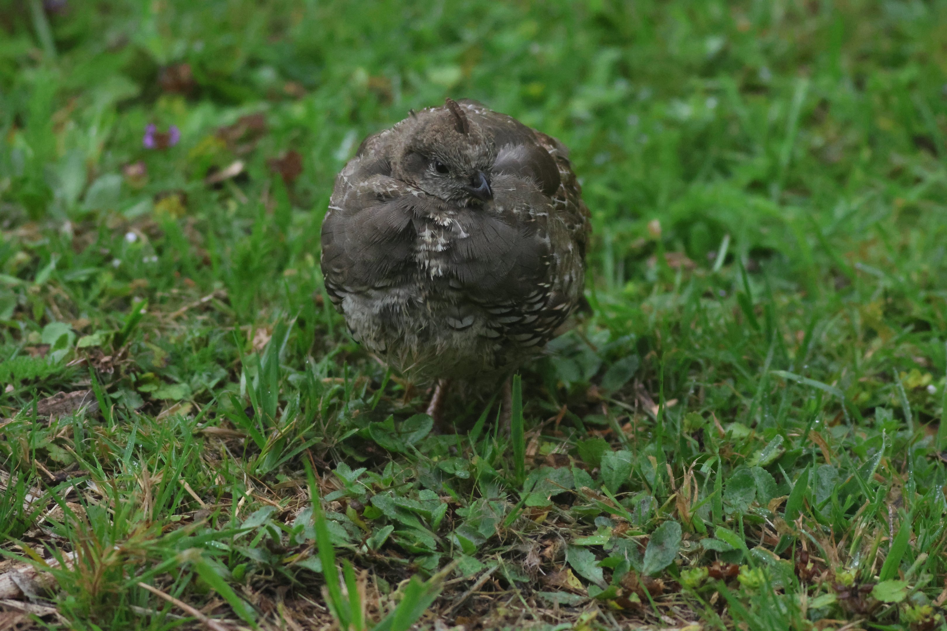 California Quail (Callipepla californica) juvenile