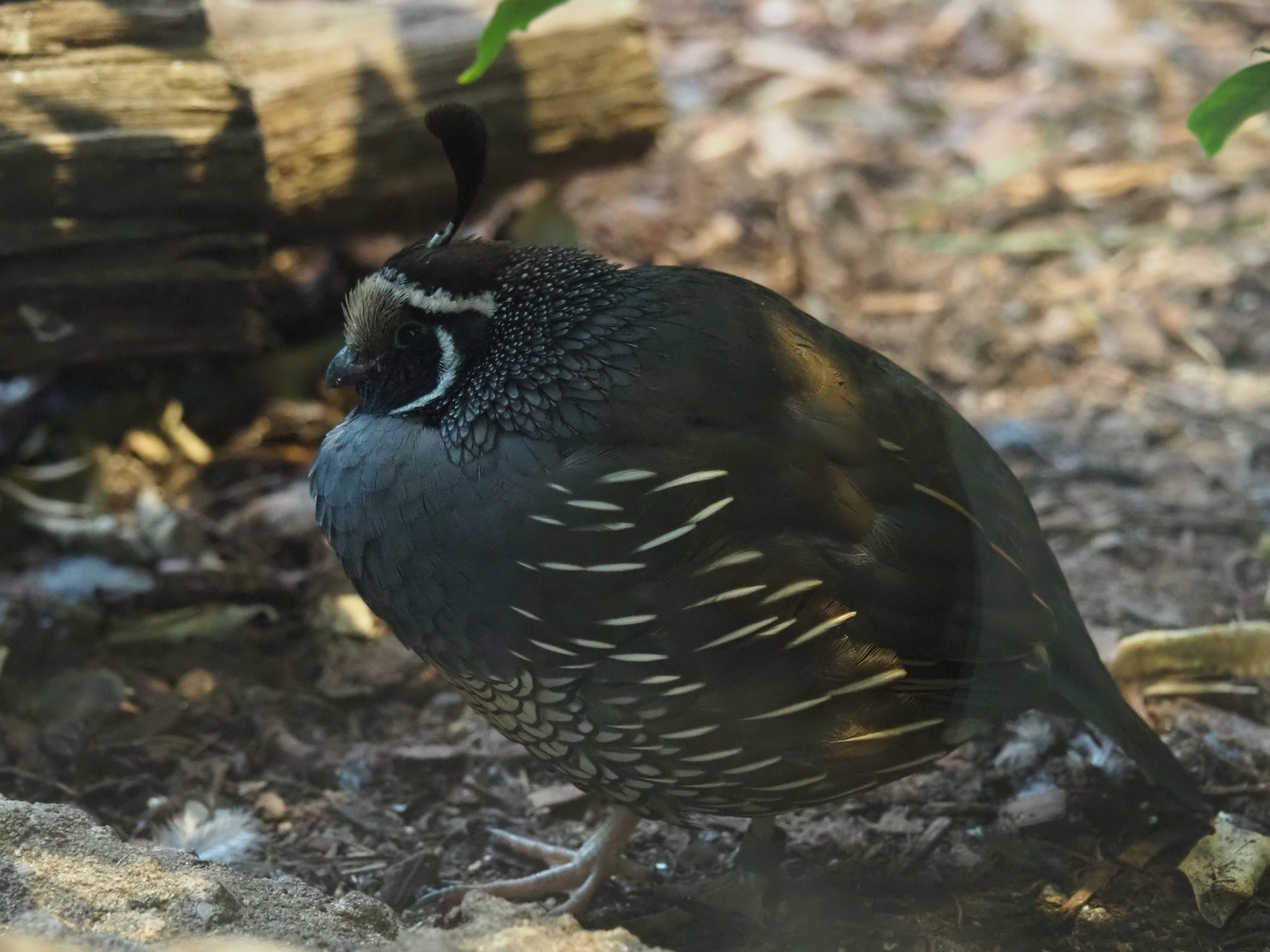 California quail (Callipepla californica)