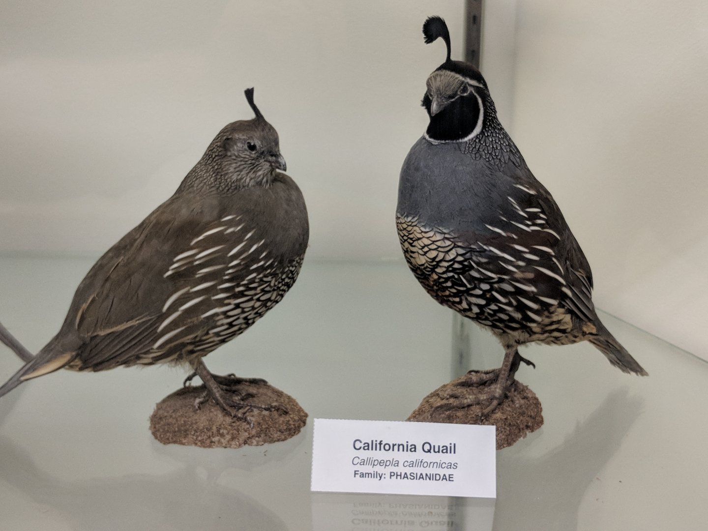 California quail (Callipepla californica)