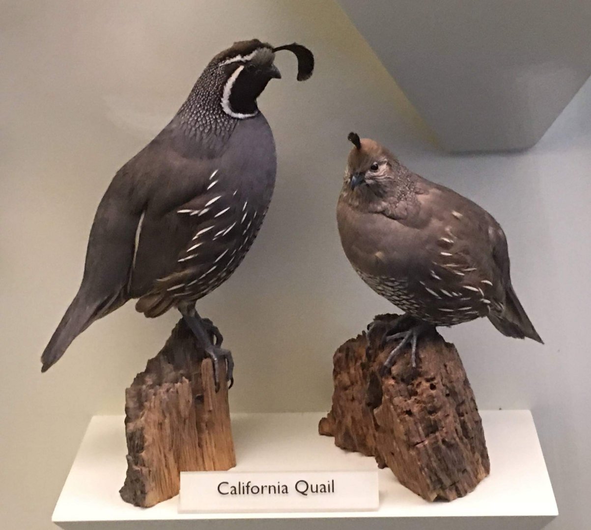 California quail (Callipepla californica)
