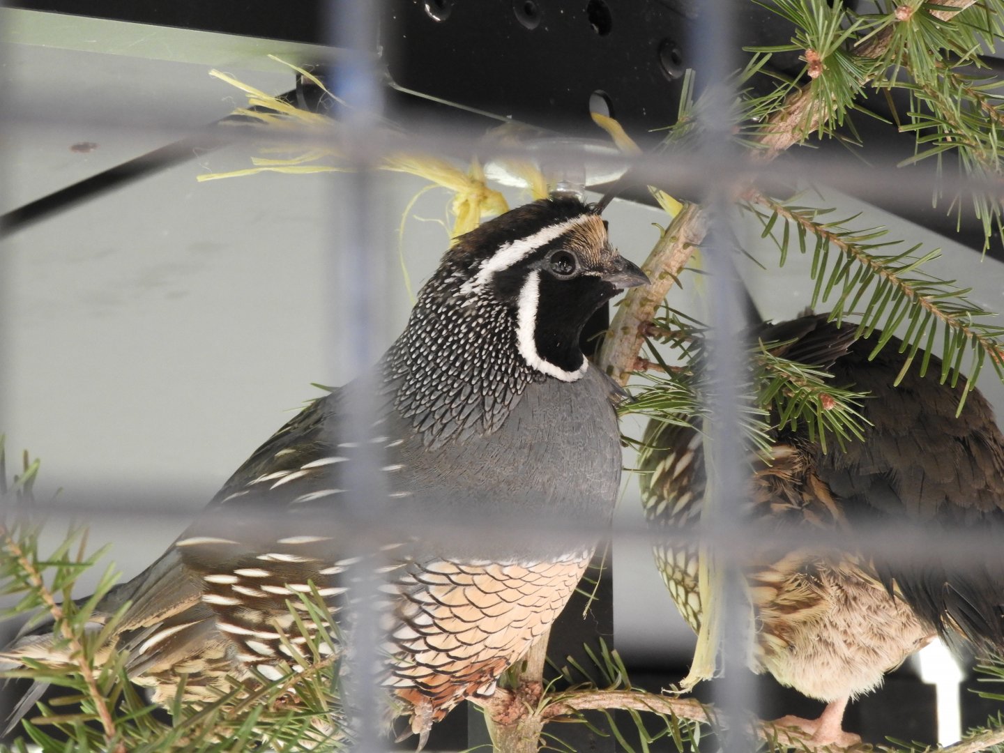 California Quail (Callipepla californica)