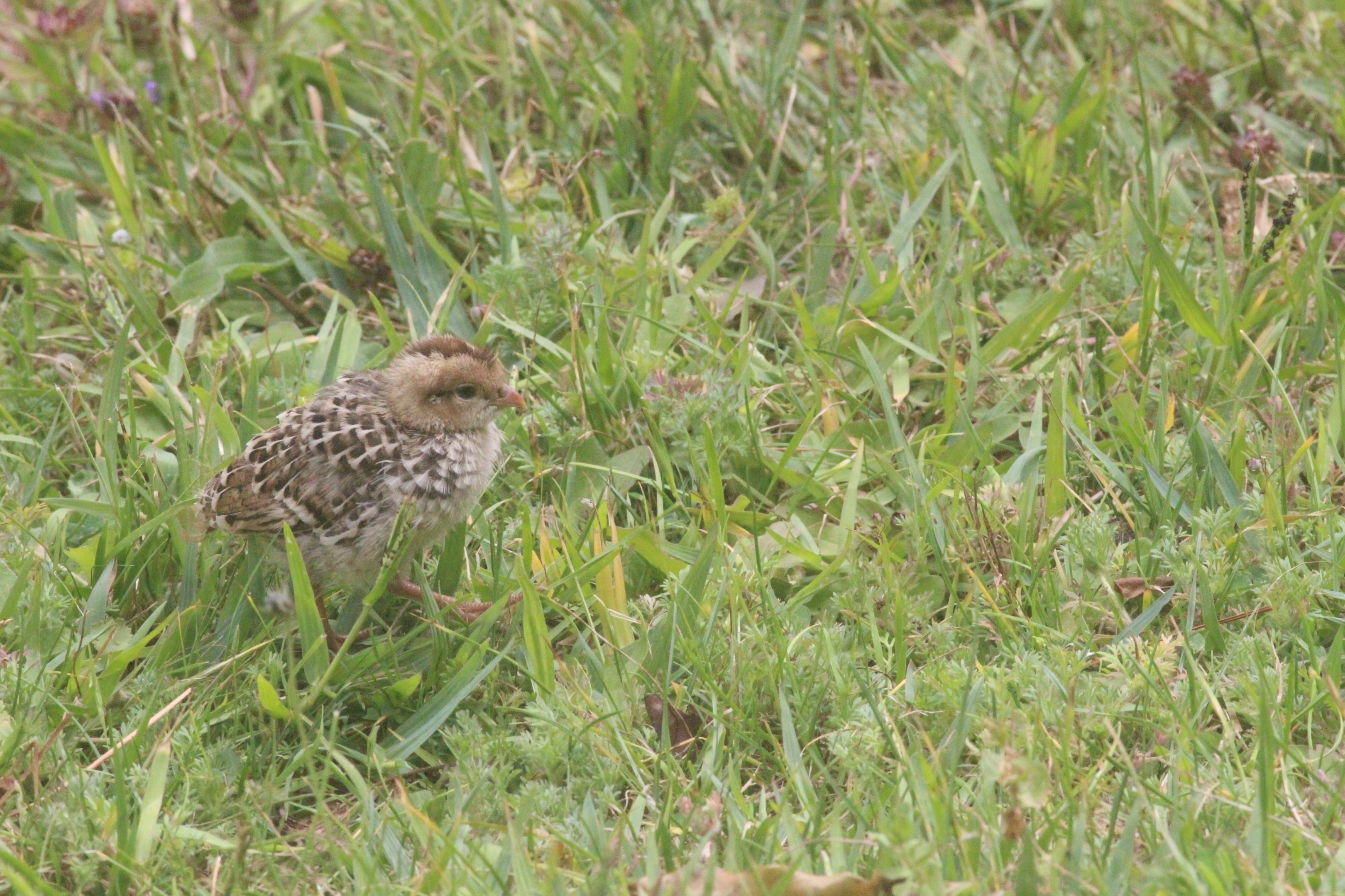California Quail chick