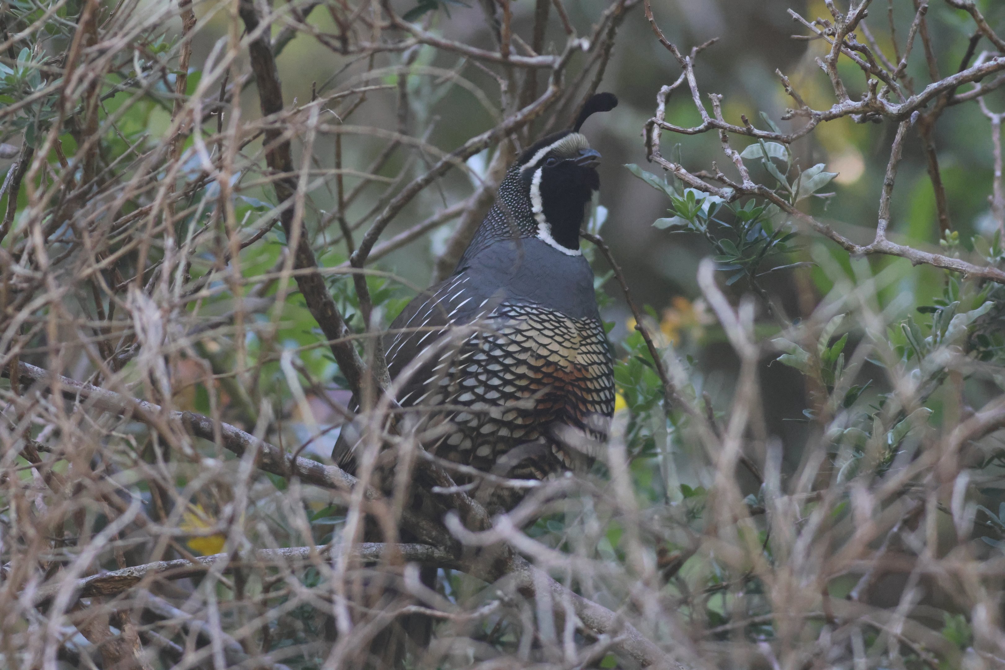 California Quail male, giving contact call