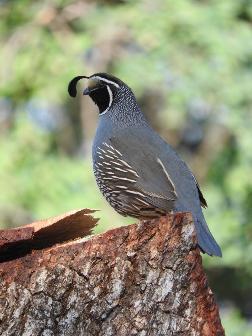 California Quail male