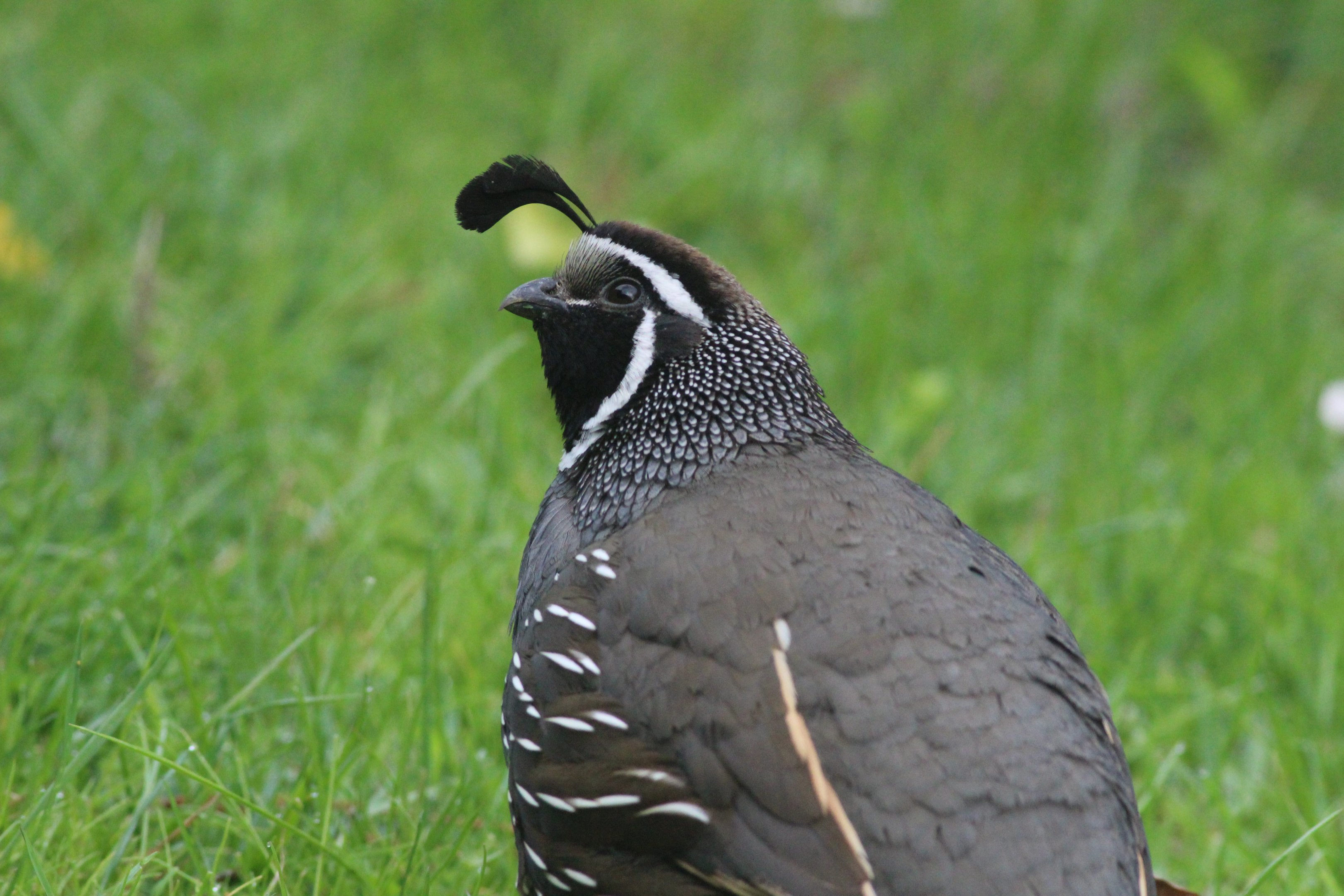 California Quail male