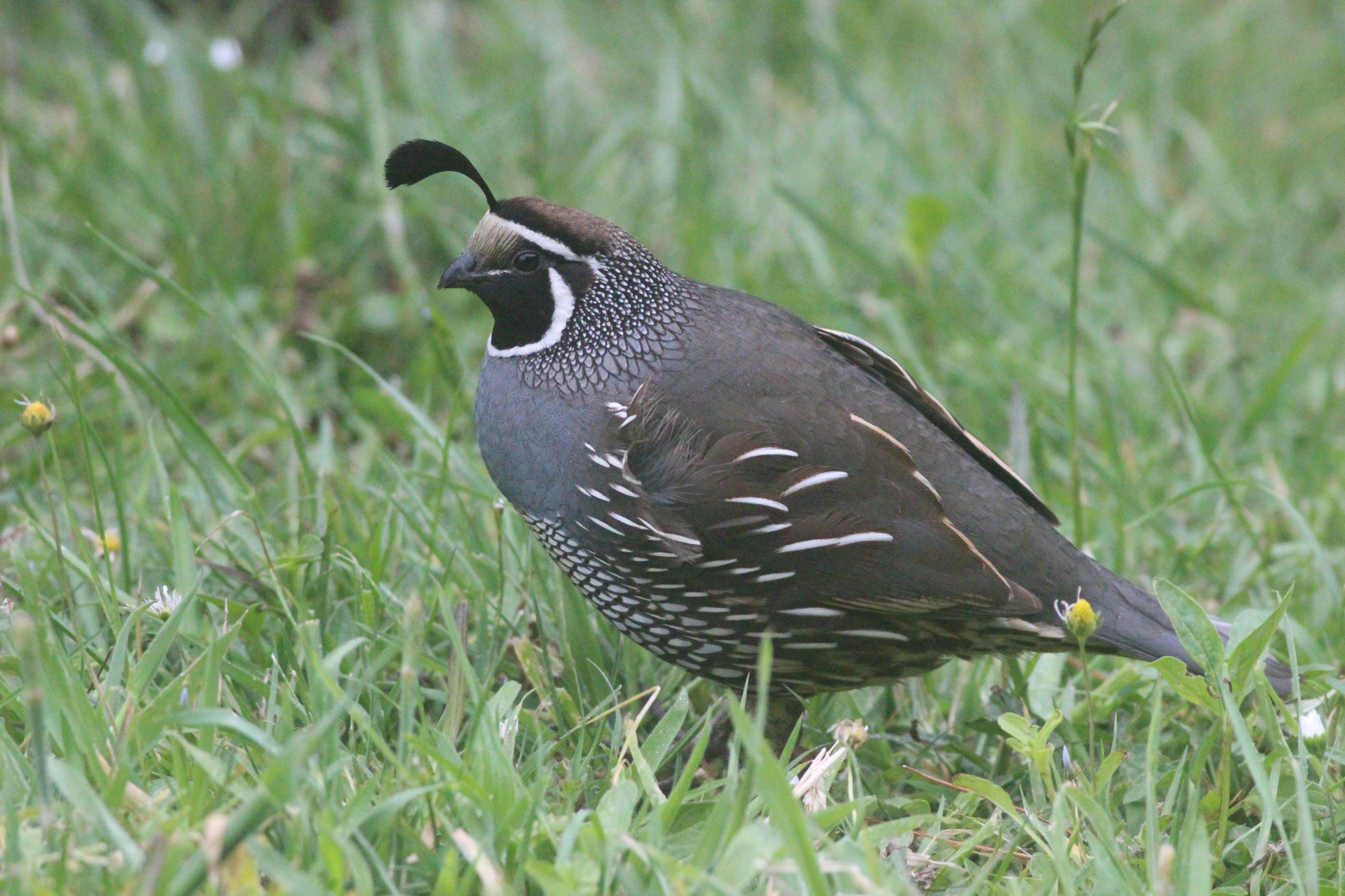 California Quail male