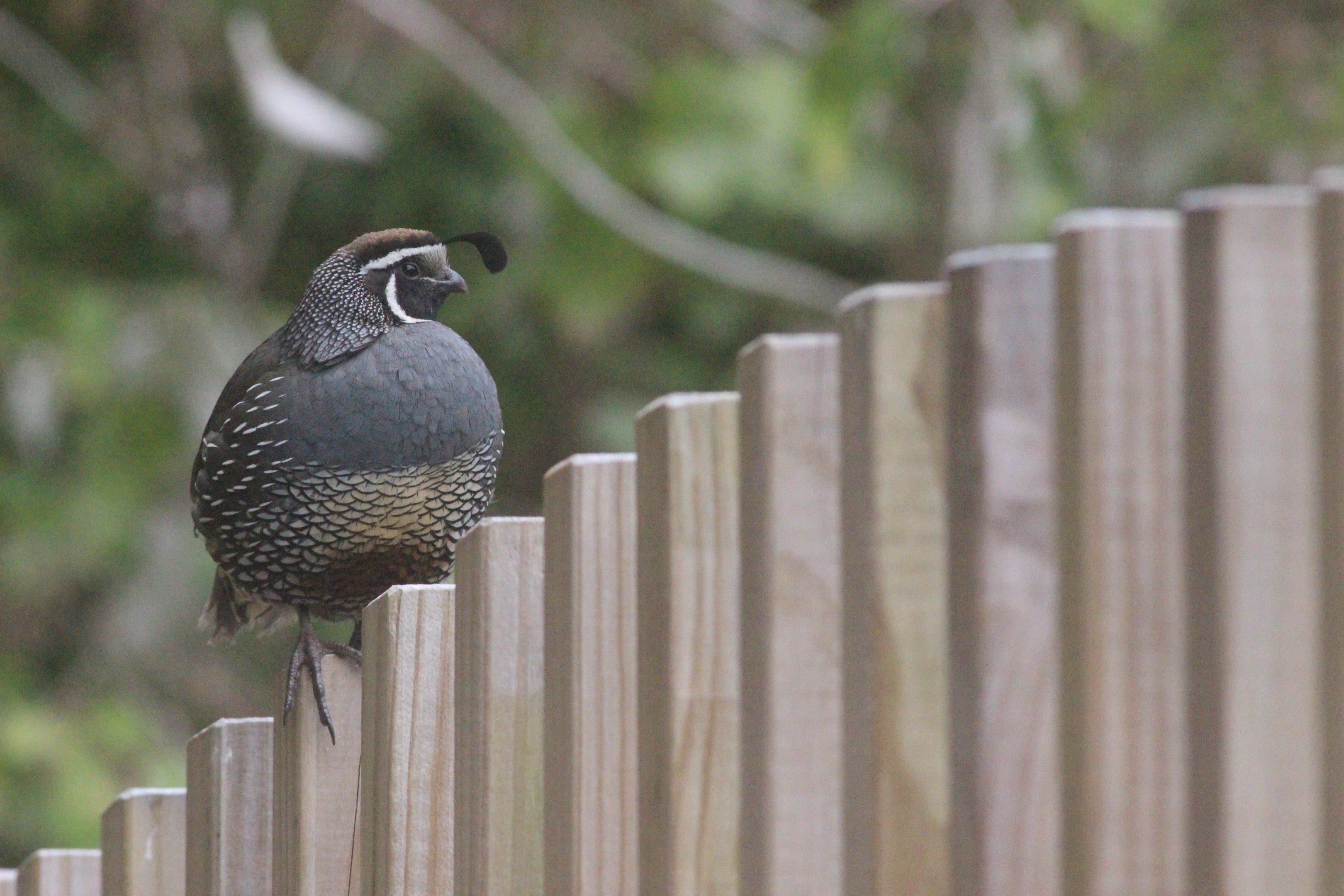 California Quail male