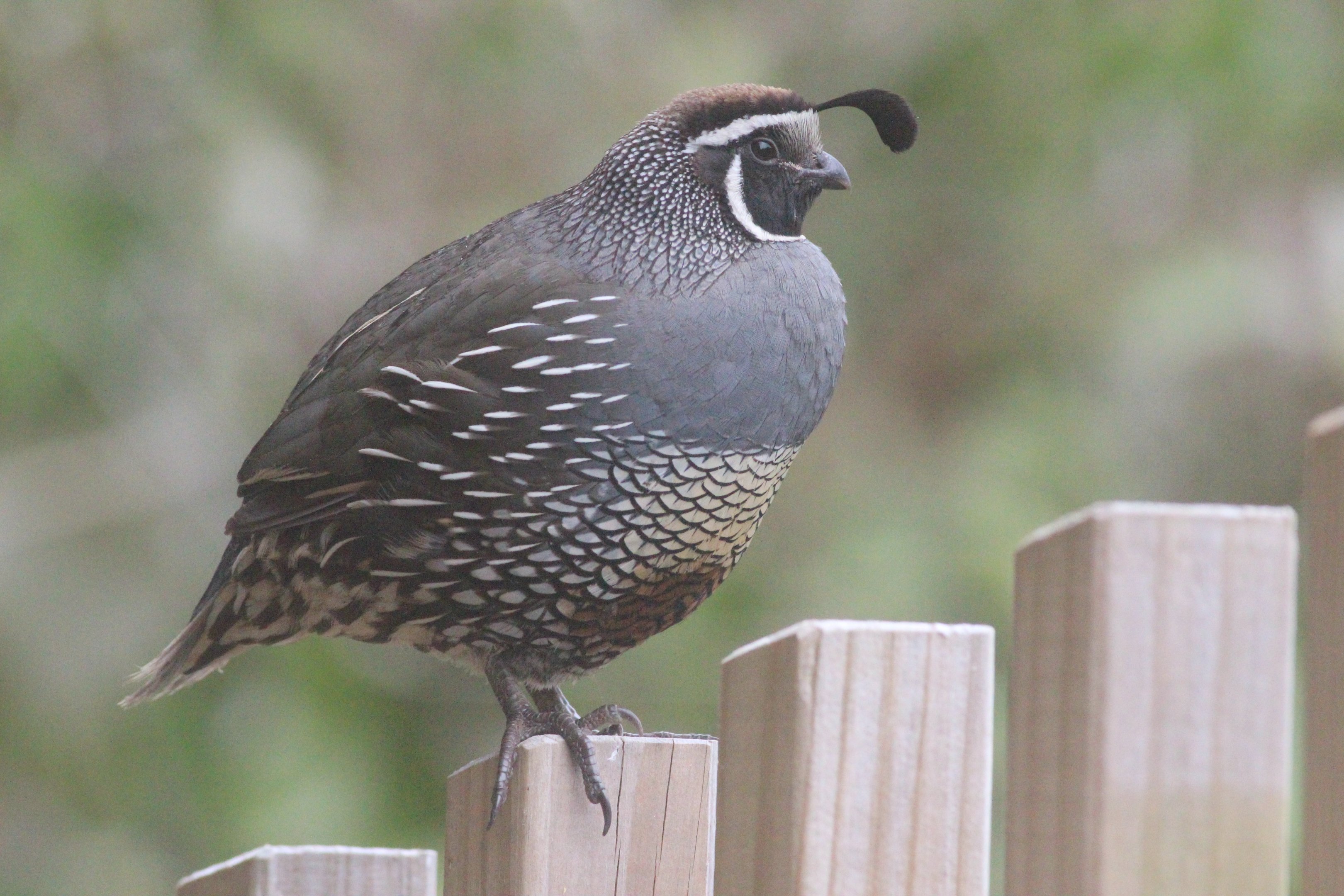 California Quail male