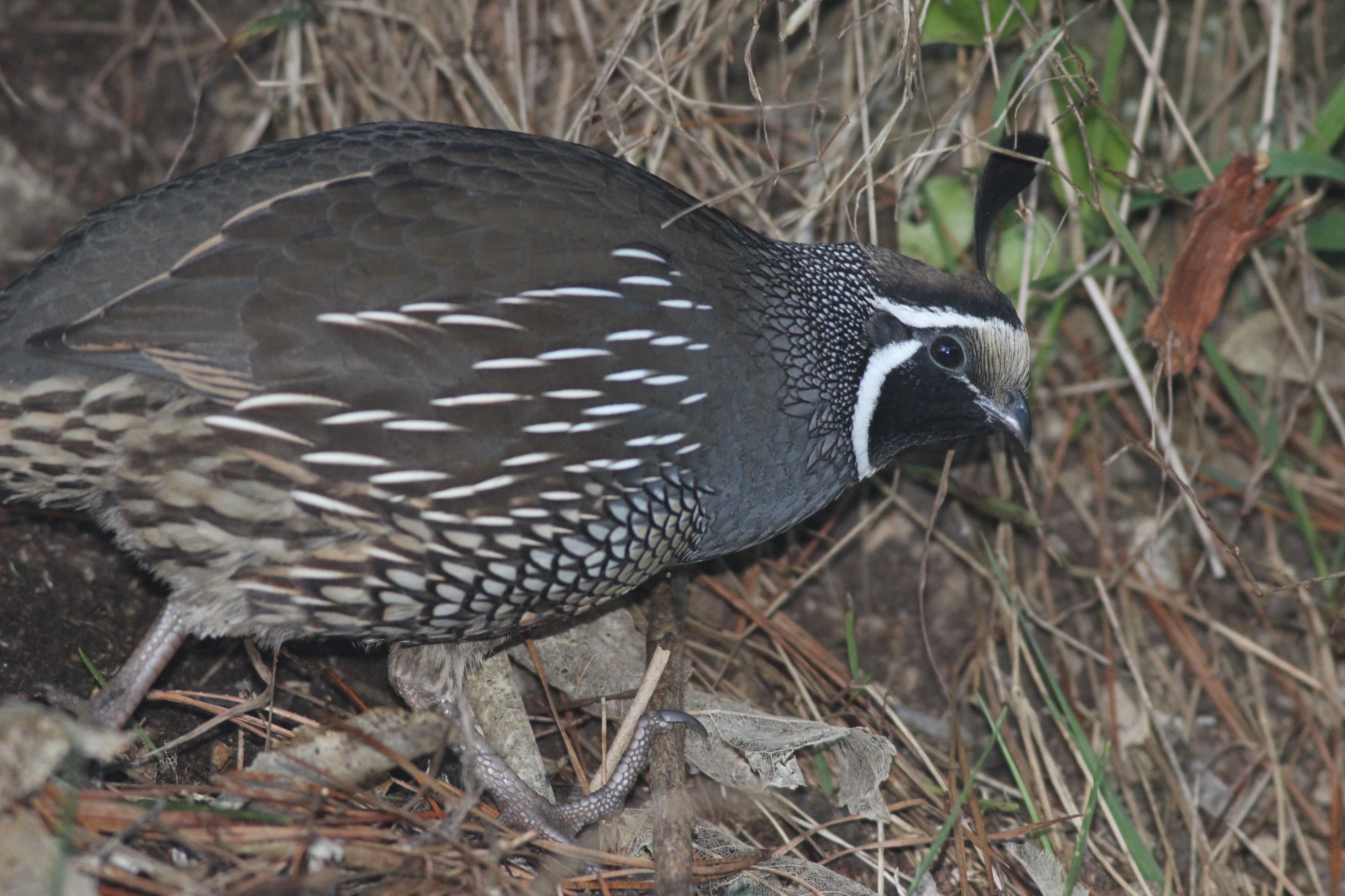 California Quail male