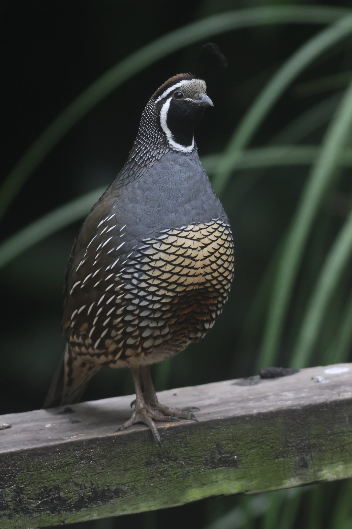 California Quail male