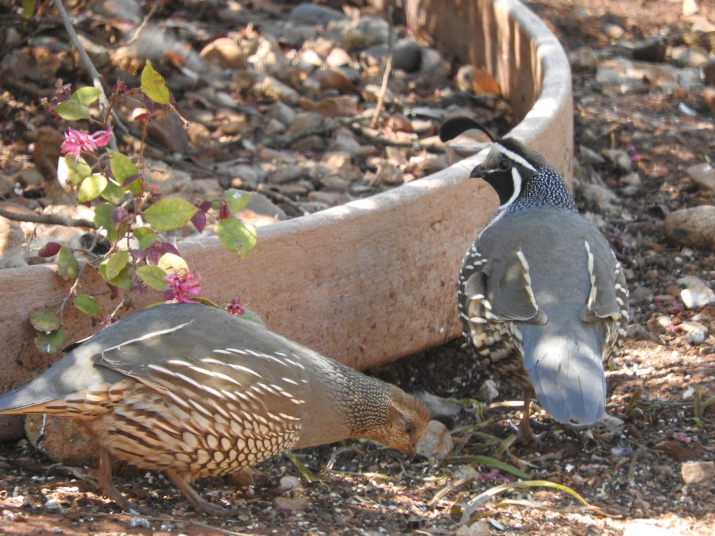 California Quail pair