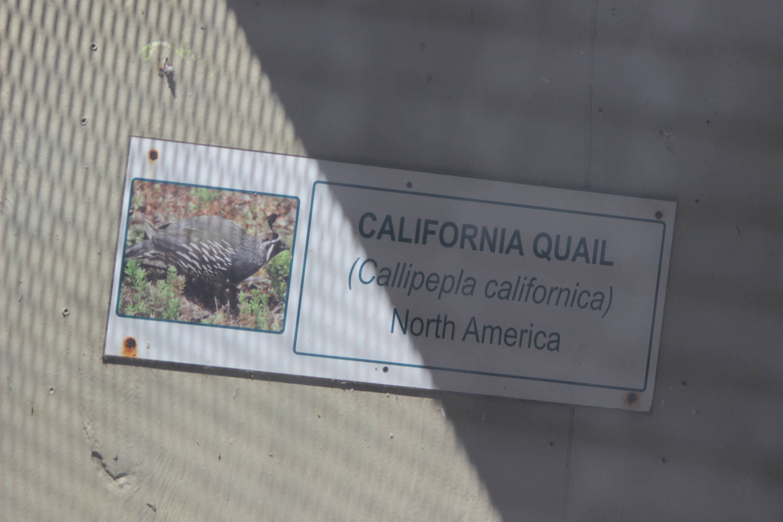 California Quail sign, Riddiford Garden aviary