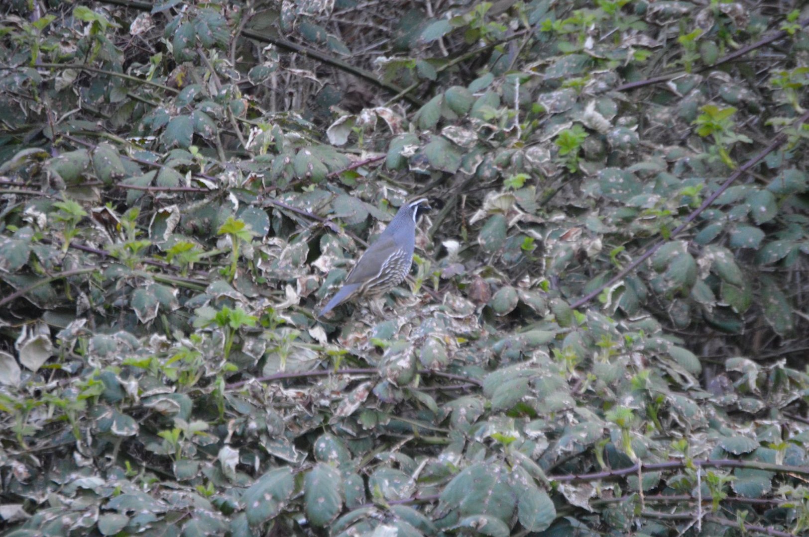 California Quail subspecies ID