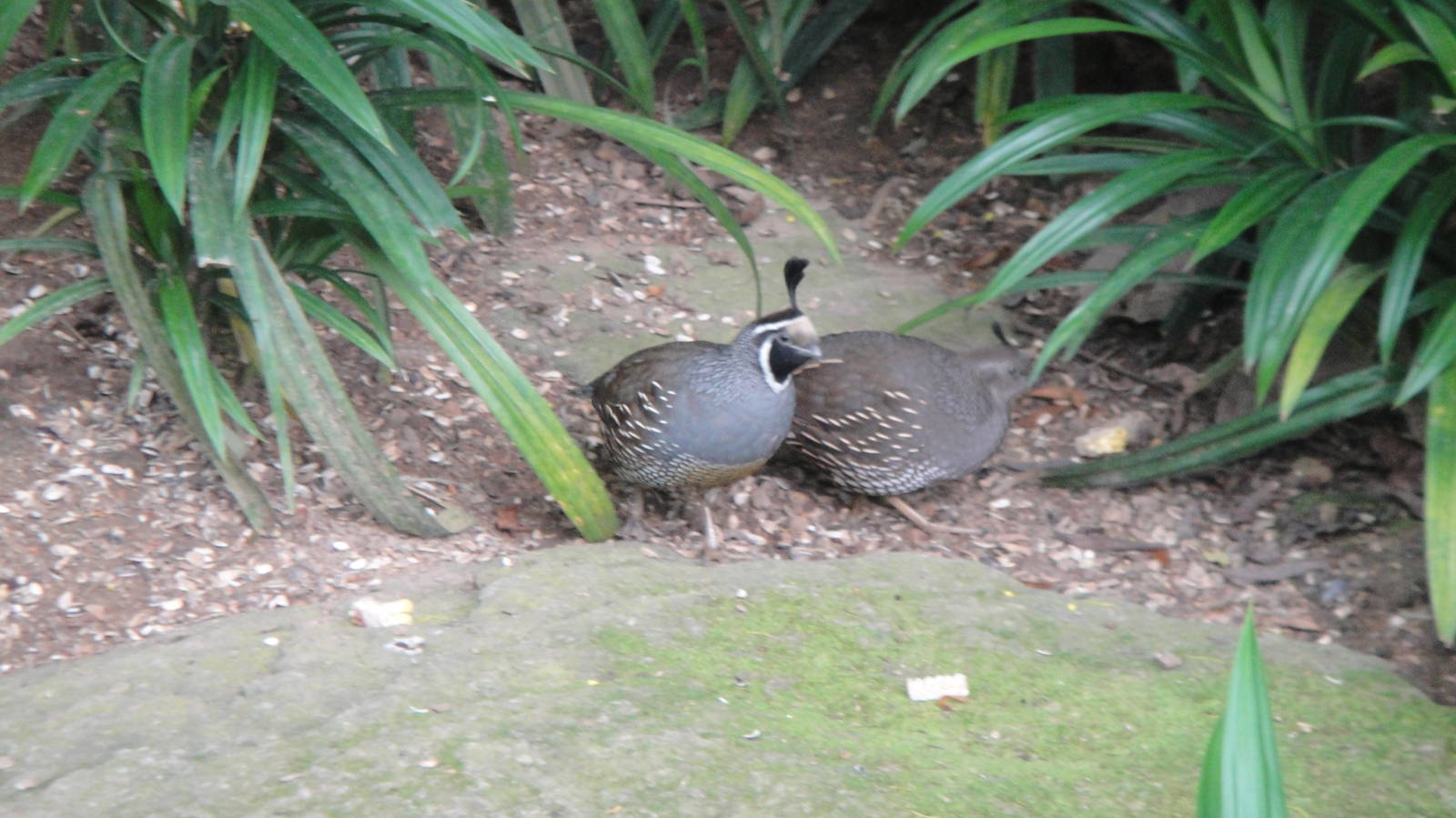 California Quail