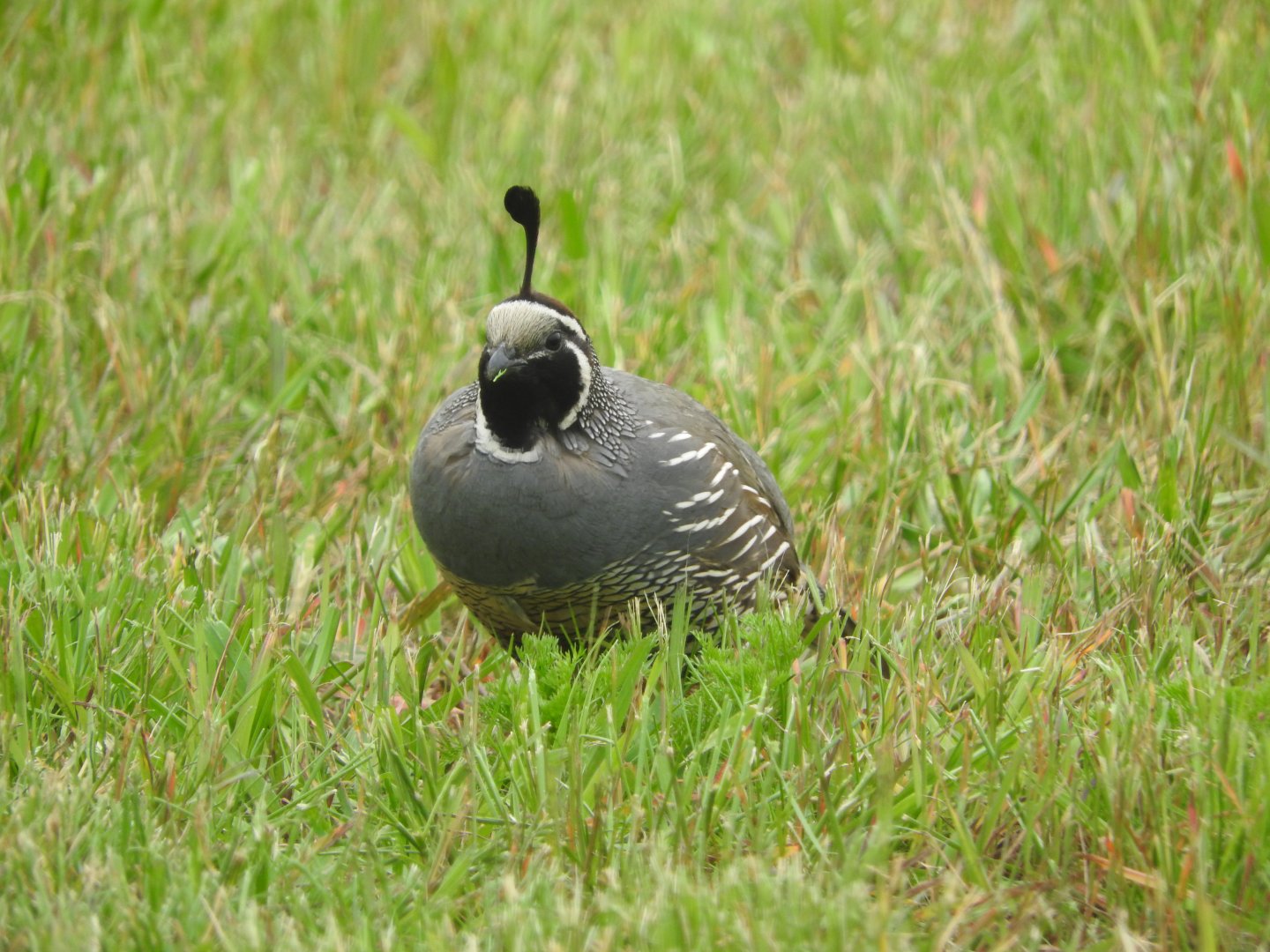 California Quail