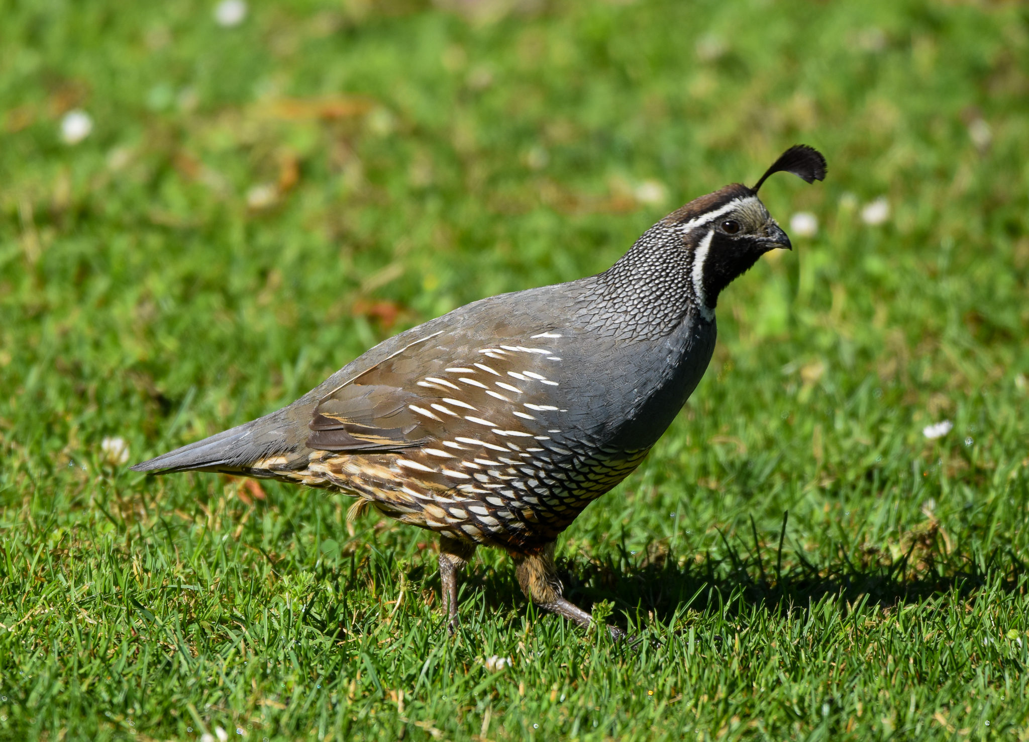 California Quail