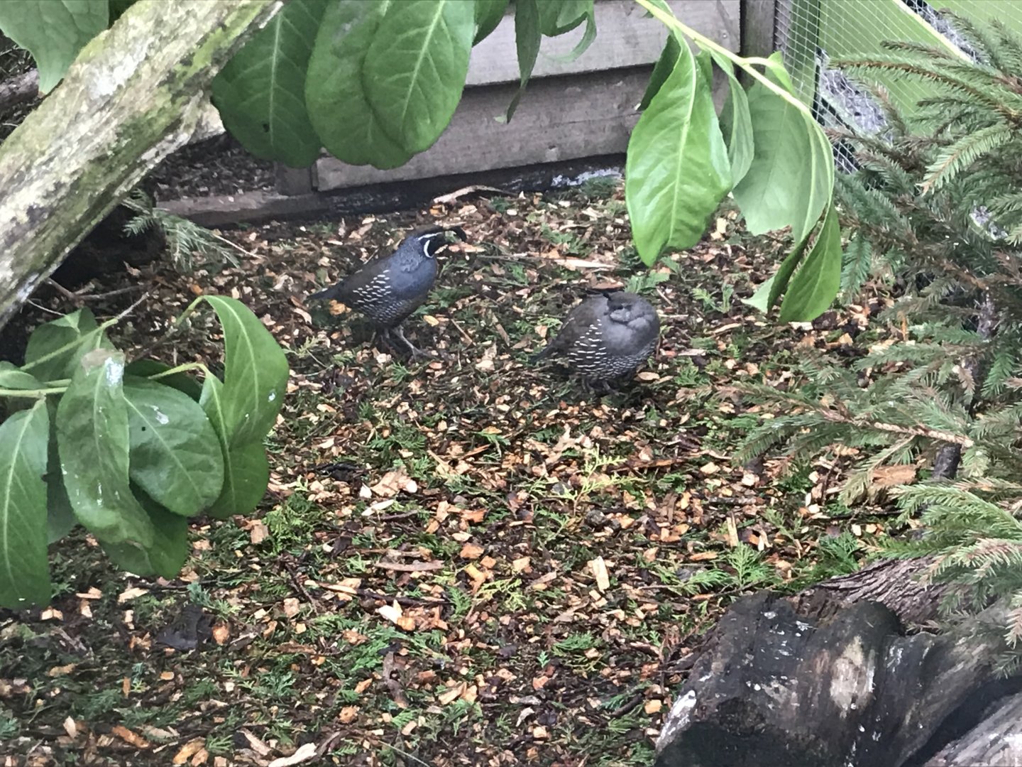 California quails 170219