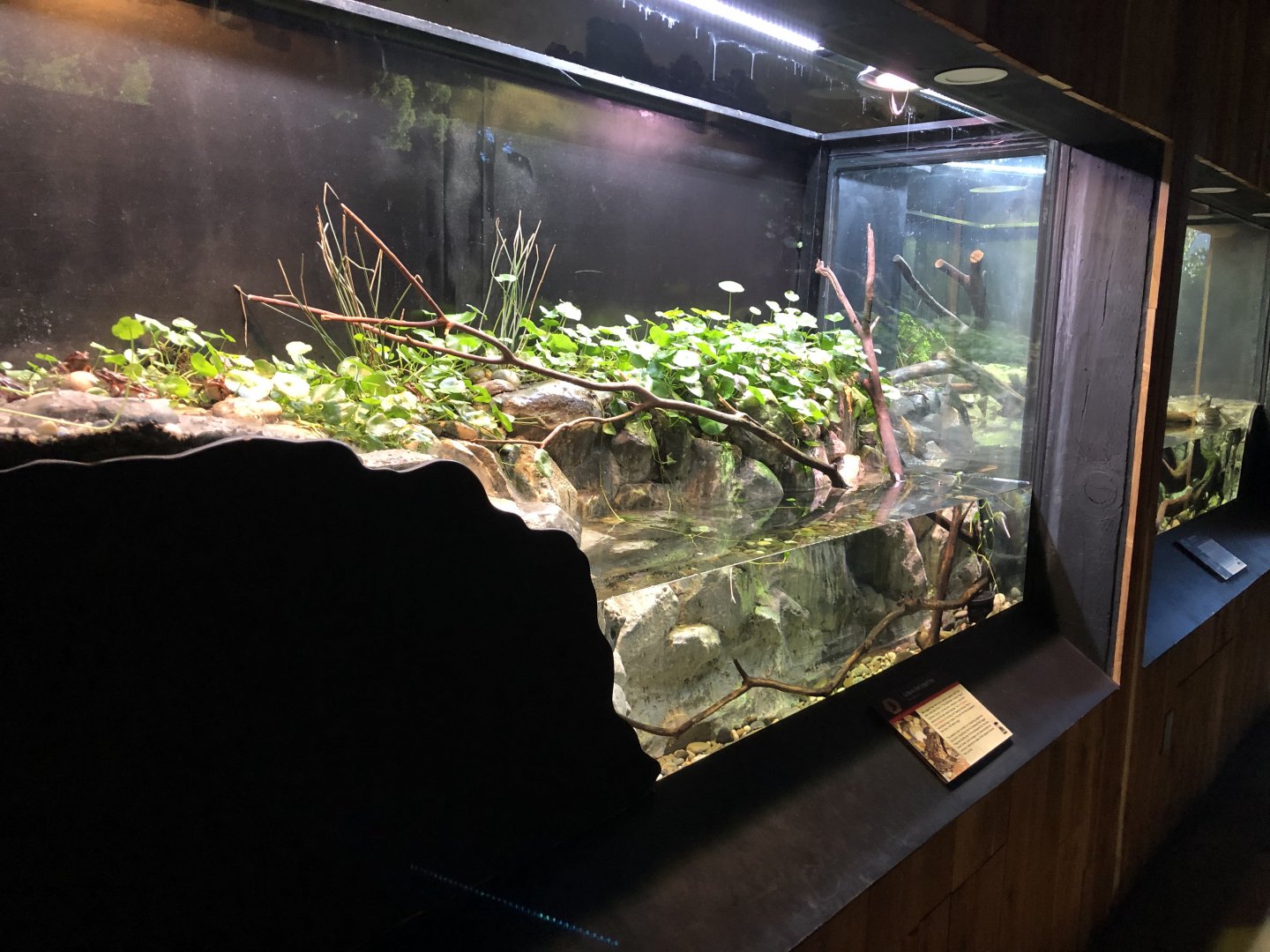 California red-legged frog exhibit