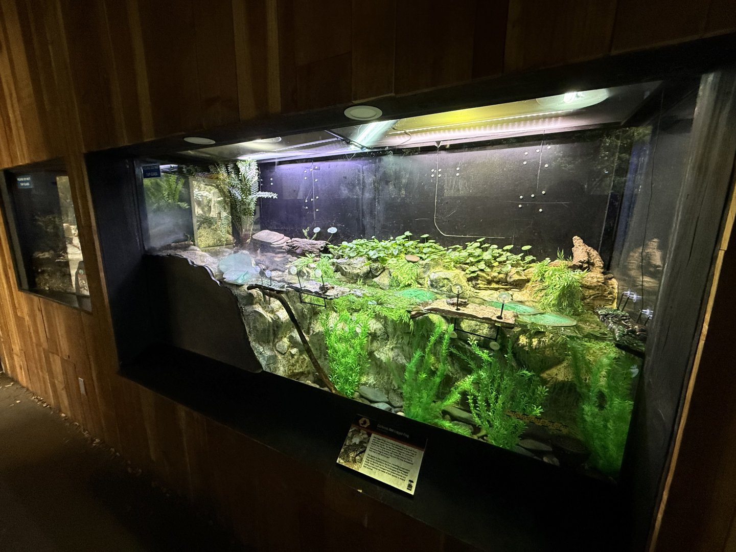 California red-legged frog exhibit