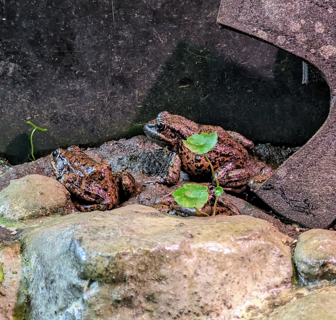 California Red-legged Frog - July 8th 2023