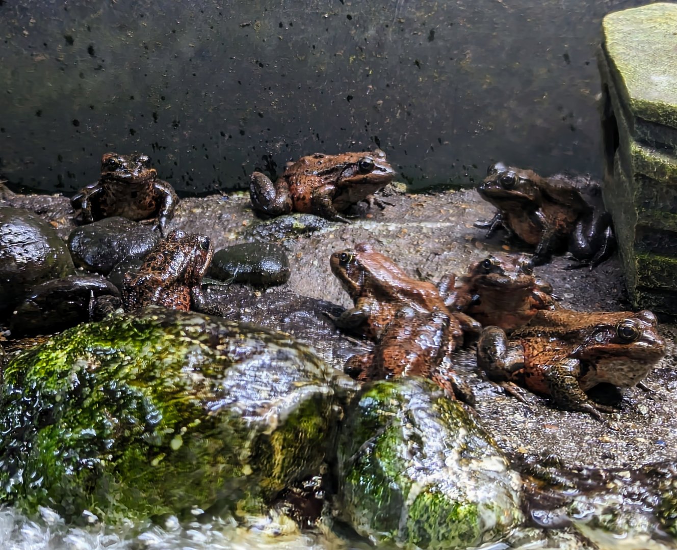 California Red-legged Frog - July 8th 2023